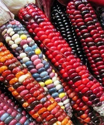 Цветная кукуруза