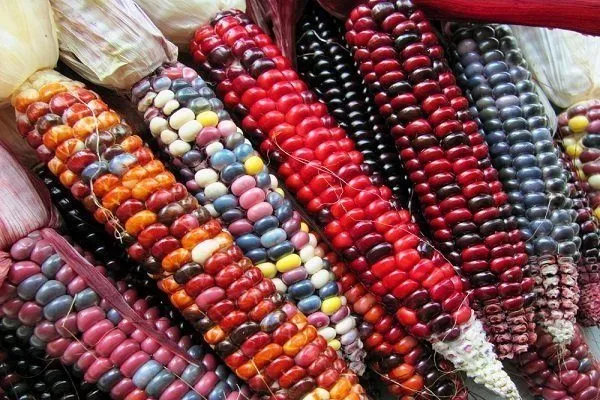 Цветная кукуруза: характеристики, сорта, фото, выращивание