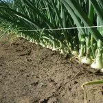 Уход за луком