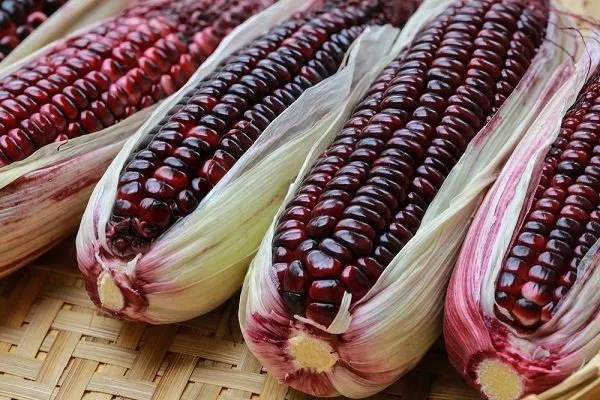 Цветная кукуруза: характеристики, сорта, фото, выращивание