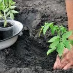 Посадка расссады томатов в грунт