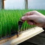 Рассада лука