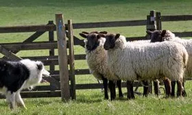 Загон для овец