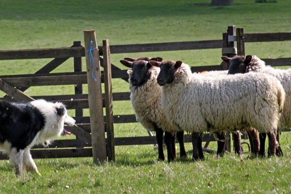 Сарай для овец своими руками (48 фото)