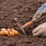 Посадка лука