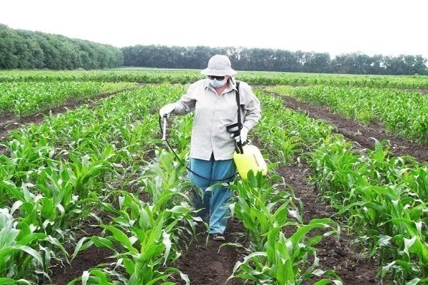 Черная кукуруза: характеристики, фото, посадка и уход, хранение урожая
