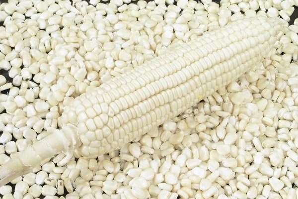 Белая кукуруза польза и вред