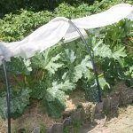 Кабачки в теплой грядке