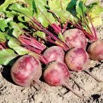 Бордо односемянная