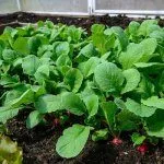 Редис в теплице