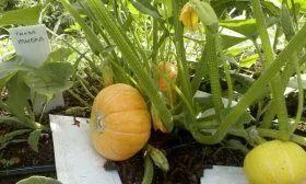 Выращивание тыквы