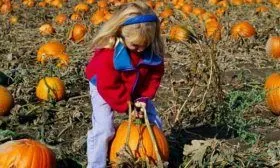 Выращивание тыквы