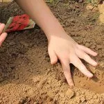 Посадка редиса