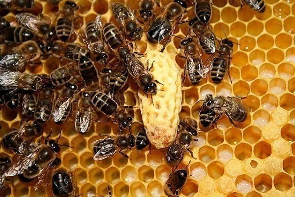 Маточники пчел
