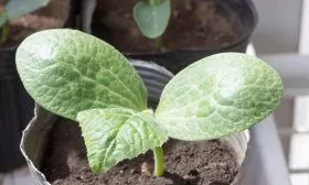 Рассада тыквы