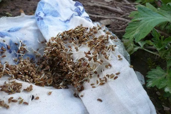 Морковь на туалетной бумаге: посадка и уход, как наклеить семена на ленту + видео
