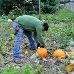 Уход за тыквой