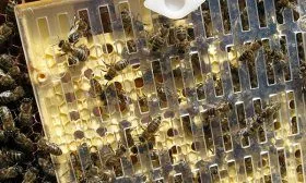 Выведение пчелиных маток с помощью системы Никот