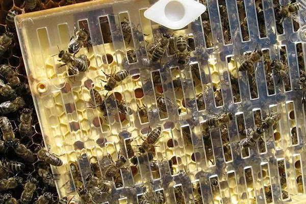 Выведение пчелиных маток
