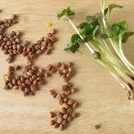 Семена редиса