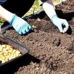 Посадка лука