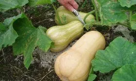 Растет тыква