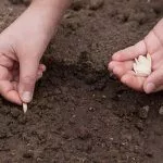 Посадка кабачков