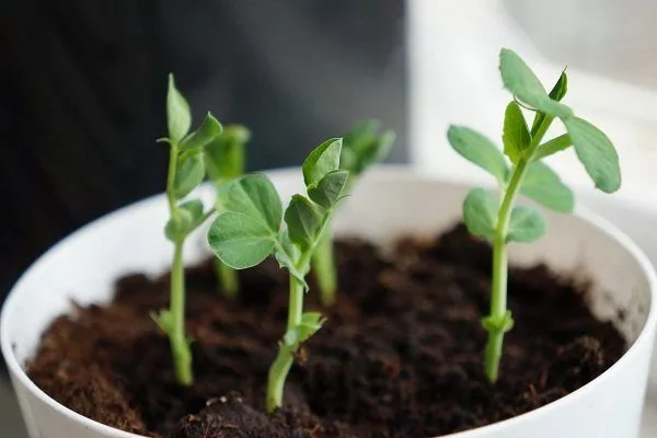 Выращивание гороха в домашних условиях: условия, сорта, посадка и уход