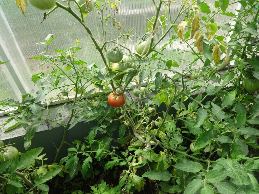 Обзор томатов в моей теплице