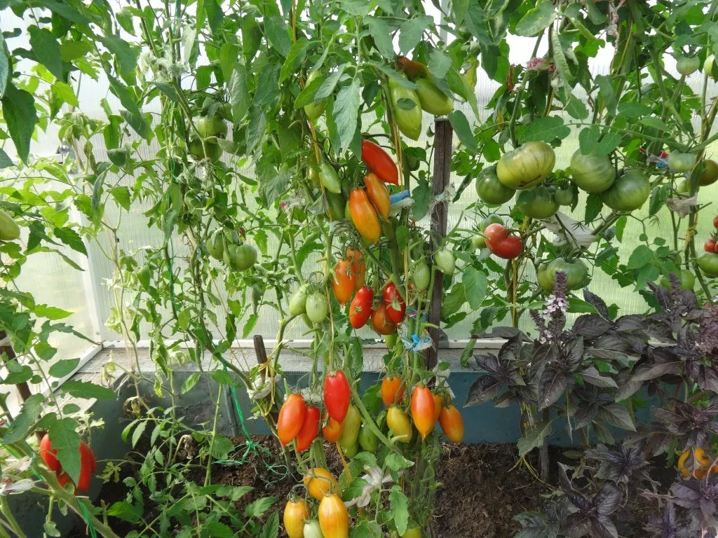 Обзор томатов в моей теплице