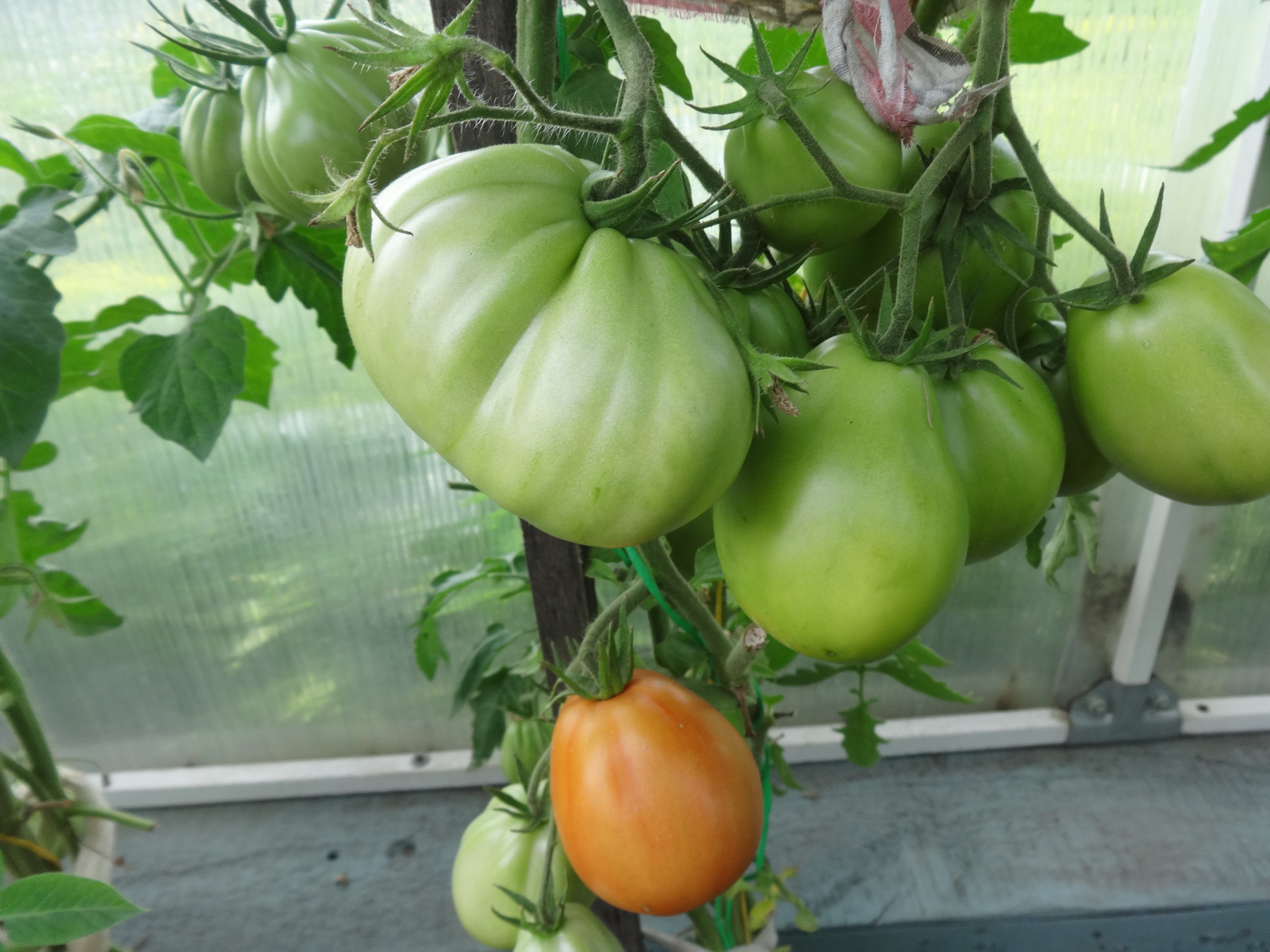 помидоры богата хата фото