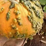 Болезни тыквы