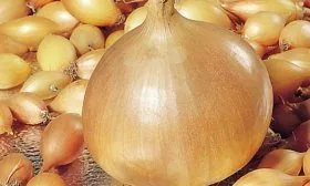 Лук Геркулес