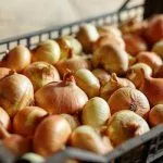 Хранение лука