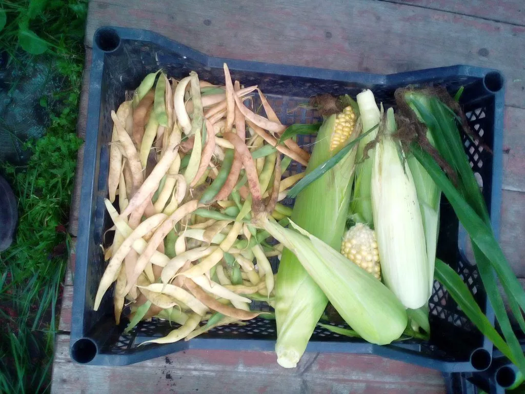 Кукуруза и фасоль