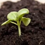 Выращивание тыквы