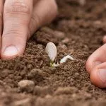 Посадка тыквы