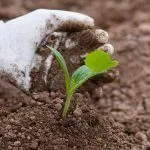 Посадка кабачка