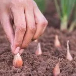 Посадка лука