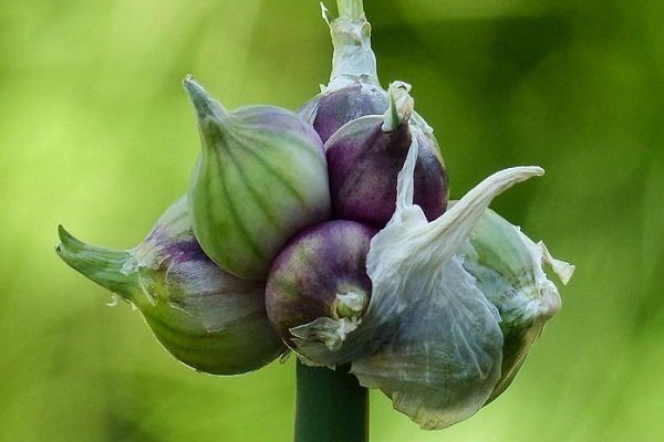 Лук кустовой многолетний сорта фото