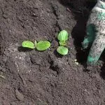 Ростки кабачка