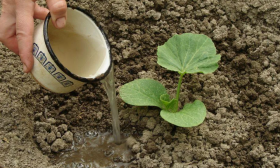 полив тыквы