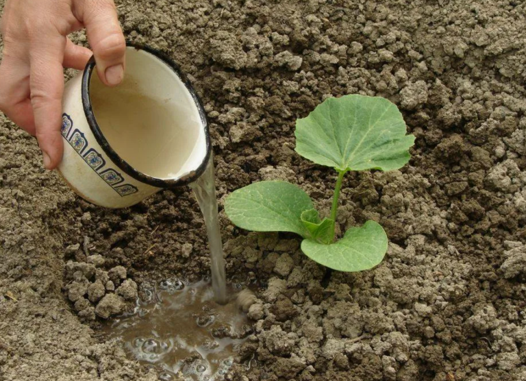 полив тыквы