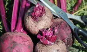 Свекла Подзимняя