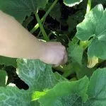 Прореживание листьев