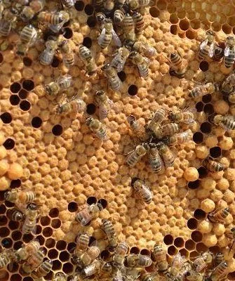 Пчелиный расплод