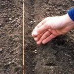 Посадка свеклы