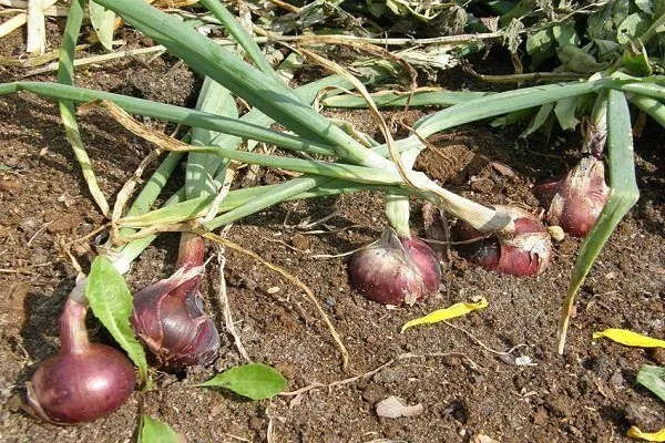 Выращивать лук сорта Ялтинский