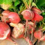 Болезни редиса