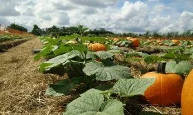 Выращивание тыквы
